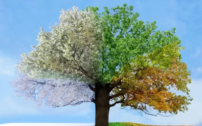 Seasonal Massage: Why Your Body Needs Different Care in Winter vs. Summer